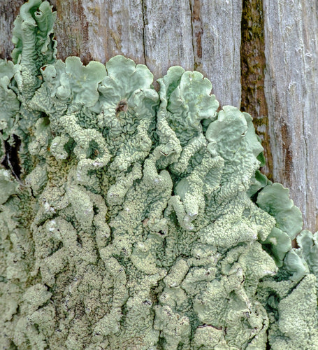 Gewöhnliche Schüsselflechte — Bild 2 von 9