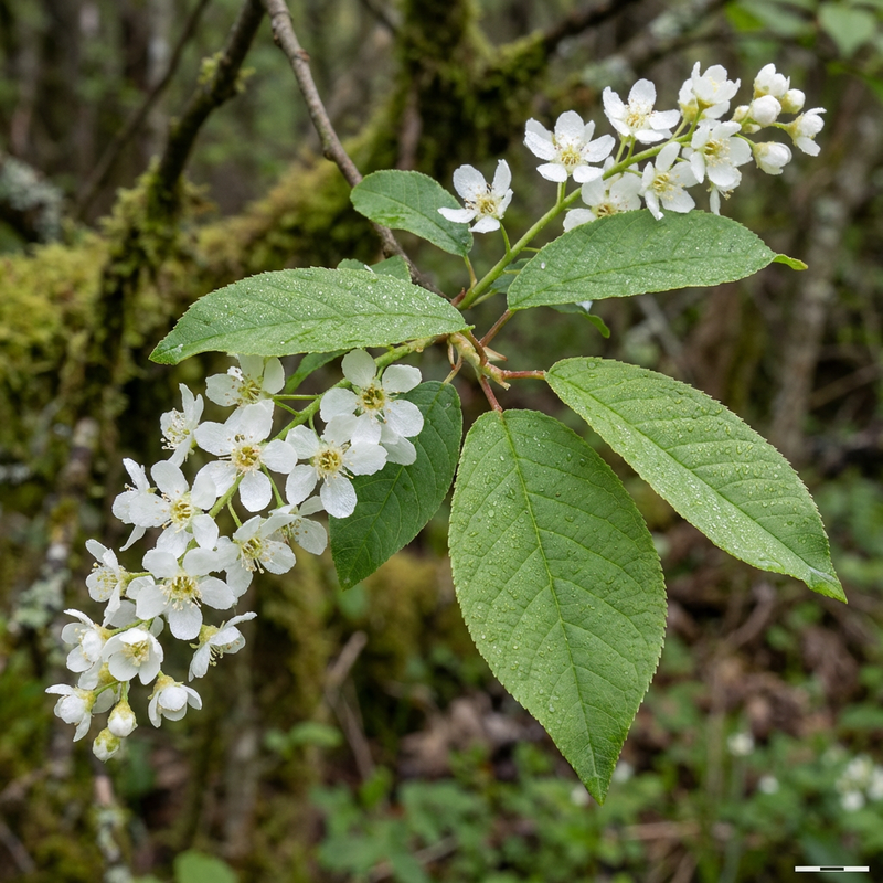 Gewöhnliche Traubenkirsche (Prunus padus), KI-Illustration