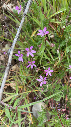 Gewöhnlicher Reiherschnabel — Bild 5