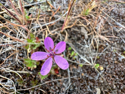 Gewöhnlicher Reiherschnabel — Bild 4
