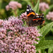 Blüte von Gewöhnlicher Wasserdost (Eupatorium cannabinum) in Nahaufnahme (KI-generiert)