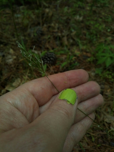 Gewöhnliches Ruchgras — Bild 3 von 8