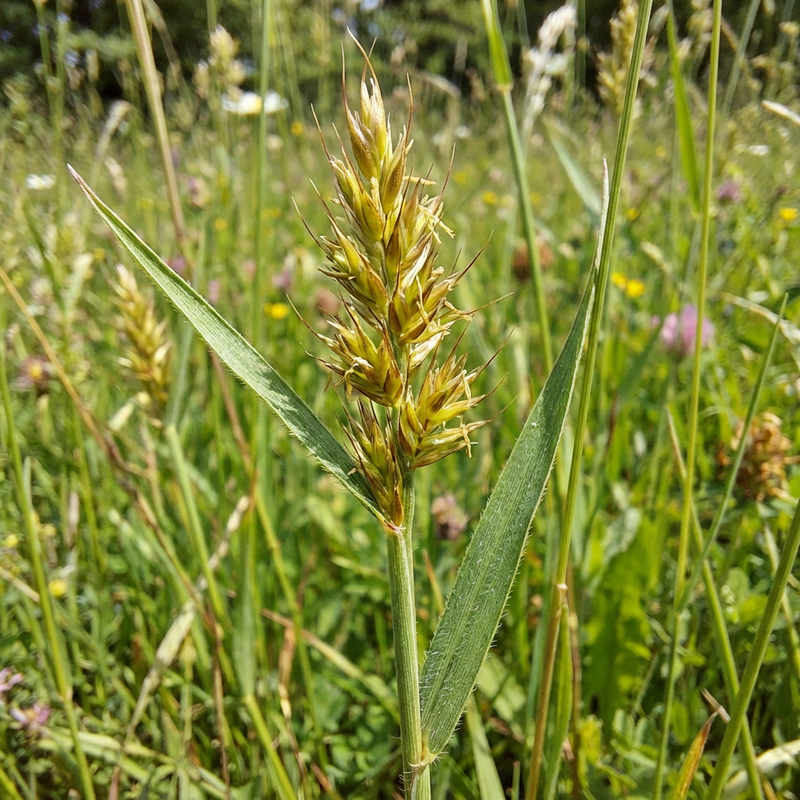 Gewöhnliches Ruchgras (Anthoxanthum odoratum), KI-Illustration