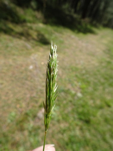 Gewöhnliches Ruchgras — Bild 1 von 8