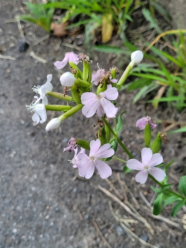 Gewöhnliches Seifenkraut — Bild 5 von 11