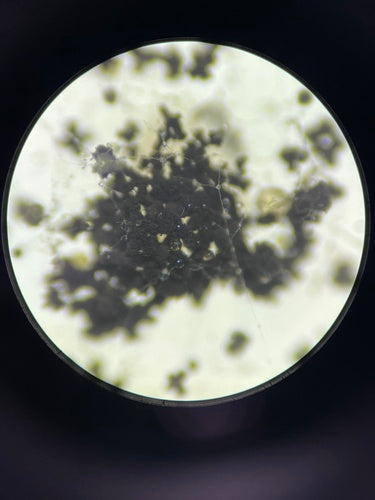 Gießkannenschimmel - Bild 4