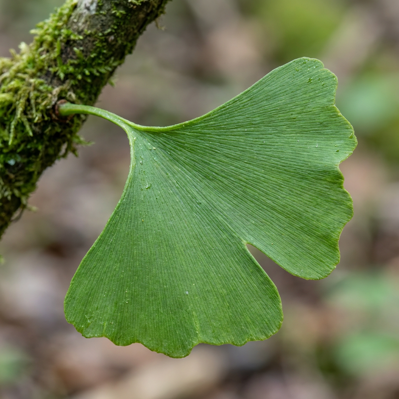 Ginkgo  Silberkraft