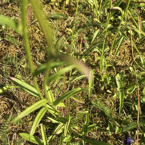 Glockenblume — Bild 5