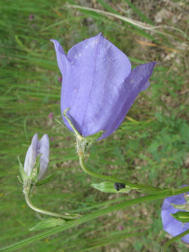 Glockenblume — Bild 4