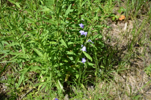 Glockenblume — Bild 5