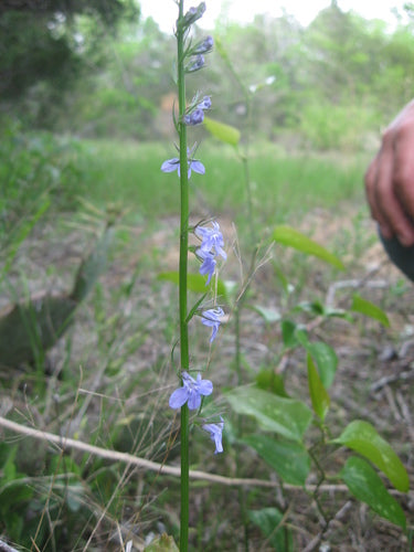 Glockenblumengewaechse — Bild 2