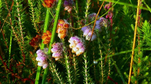 Glockenheide — Bild 1