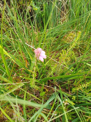 Glockenheide — Bild 1