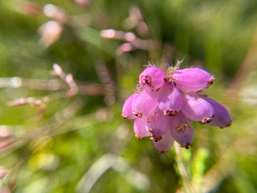 Glockenheide — Bild 3