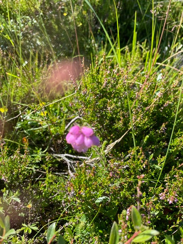 Glockenheide — Bild 2