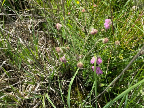 Glockenheide — Bild 5