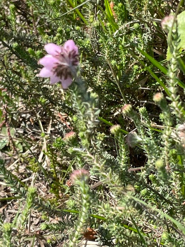 Glockenheide — Bild 2