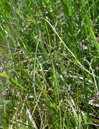 Glockenheide — Bild 4
