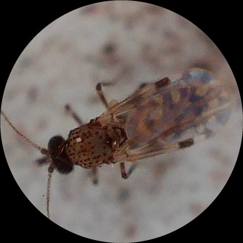 Gnitzen — Bild 4
