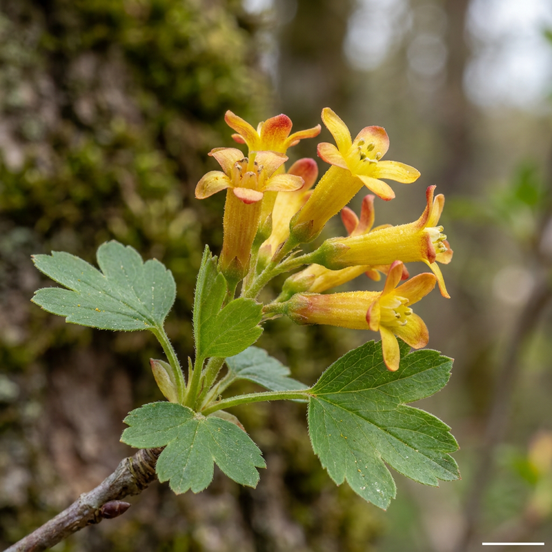 Gold-Johannisbeere (Ribes aureum), KI-Illustration