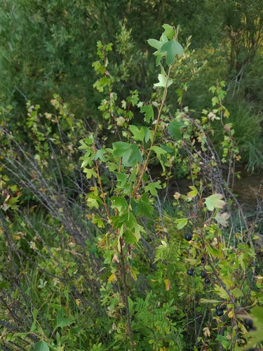 Gold-Johannisbeere — Bild 4 von 11