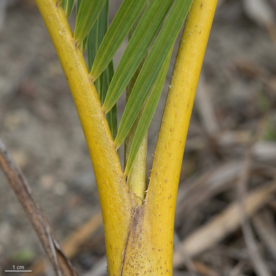 Goldfruchtpalme  Silberkraft