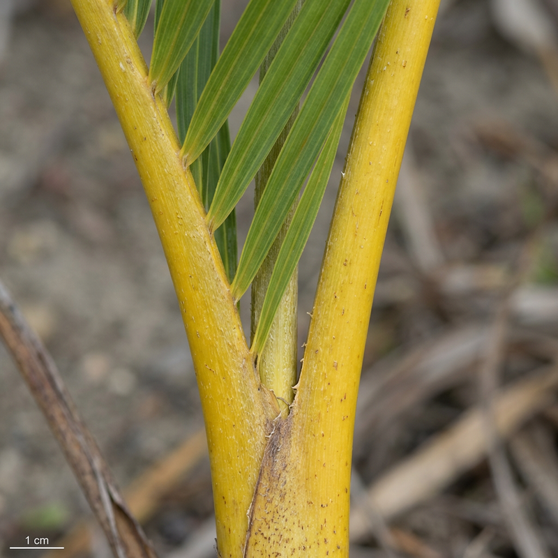 grünlilie bilder Chlorophytum (Grünlilie) kaufen? | Bertie main image 0