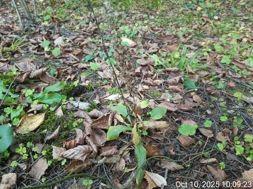 Goldrute — Bild 5