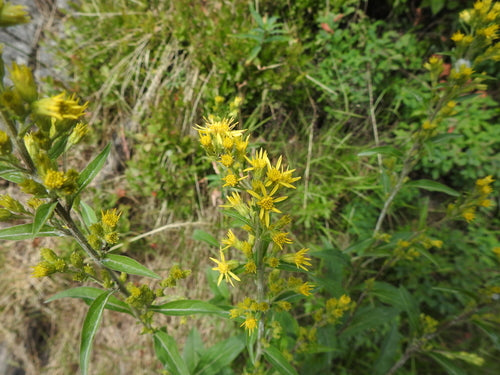 Goldrute — Bild 4