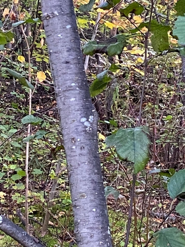 Grau-Erle — Bild 5