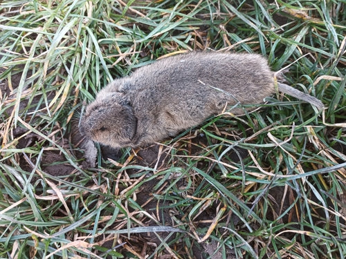 Große Wühlmaus — Bild 2