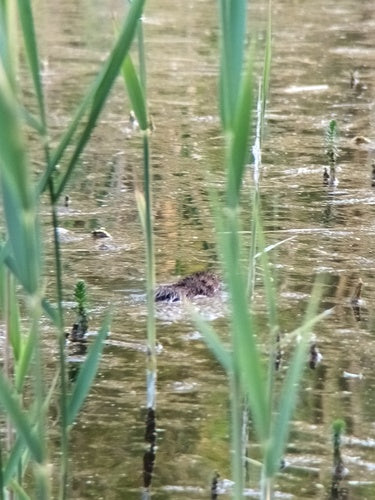 Große Wühlmaus — Bild 5