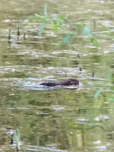 Große Wühlmaus — Bild 4