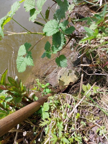 Große Wühlmaus — Bild 1