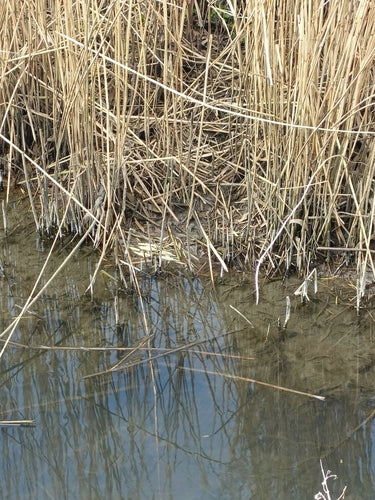 Große Wühlmaus — Bild 2