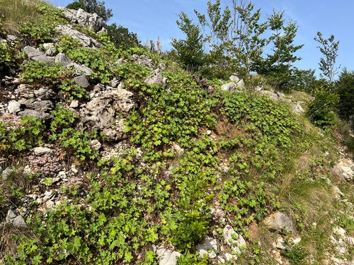 Großer Storchschnabel — Bild 4 von 11