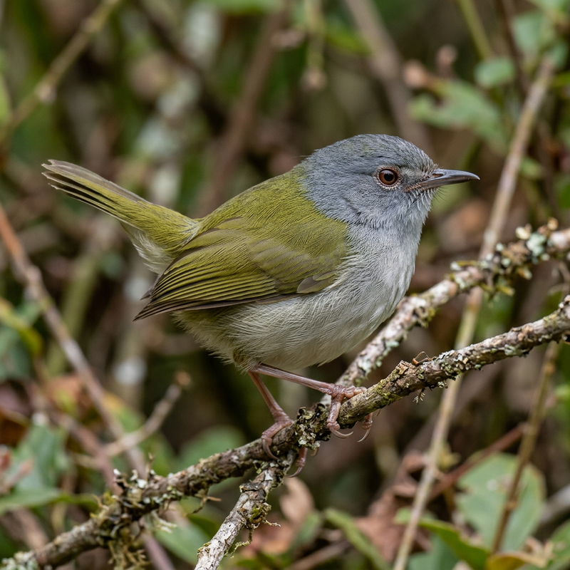 Grüntrappensänger (Camaroptera brachyura), KI-Illustration