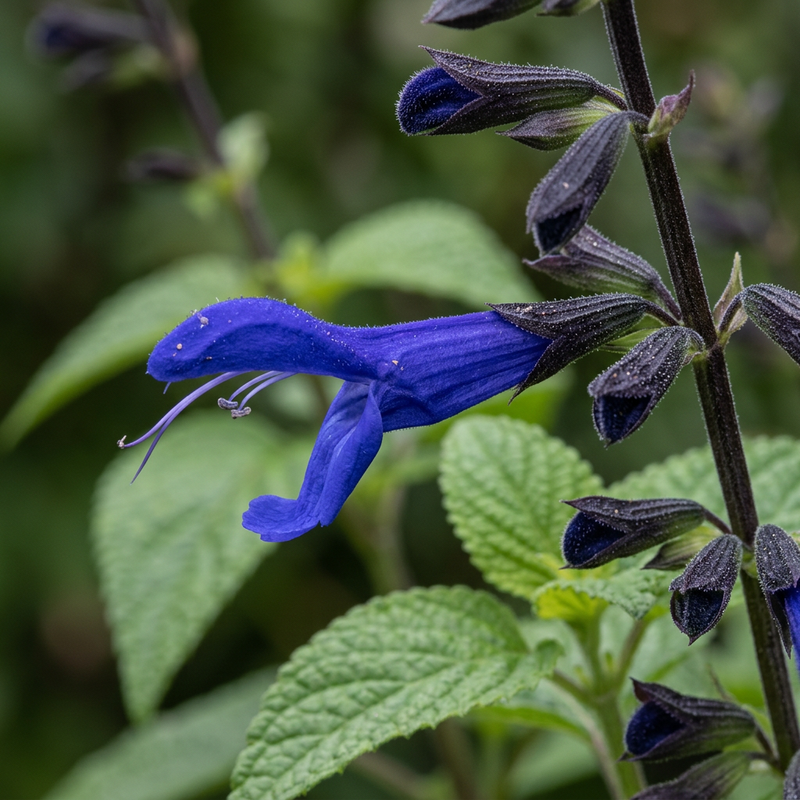 Guaraní-Salbei (Salvia guaranitica), KI-Illustration