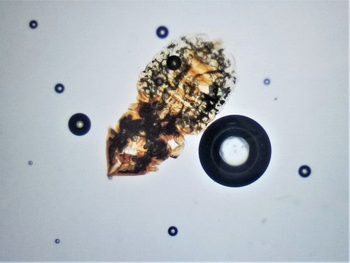 Haarlinge — Bild 1 von 1
