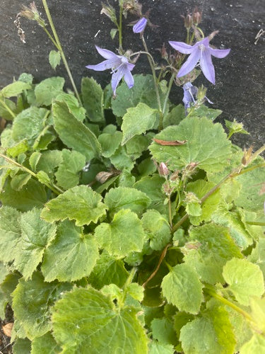 Hänge-Glockenblume — Bild 5 von 10