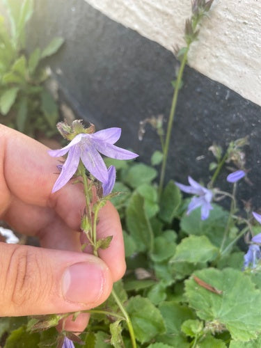 Hänge-Glockenblume — Bild 3 von 10
