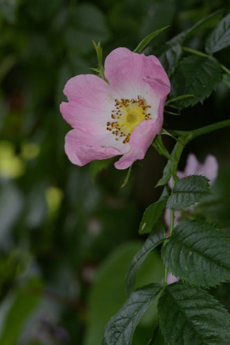 Hagebutten — Bild 5