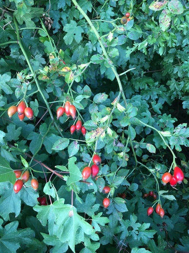 Hagebutten — Bild 6