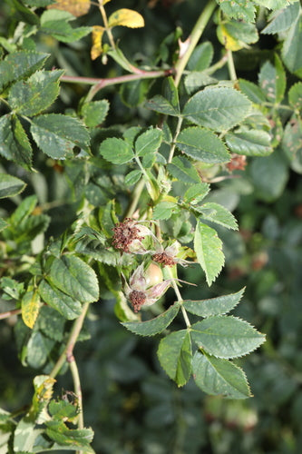 Hagebutten — Bild 1