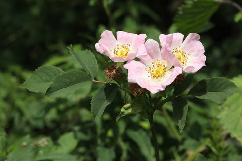 Hagebutten — Bild 2