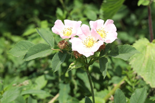 Hagebutten — Bild 3