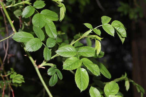 Hagebutten — Bild 4