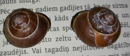 Hain-Bänderschnecke — Bild 4