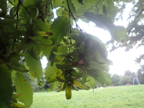 Hainbuche — Bild 6