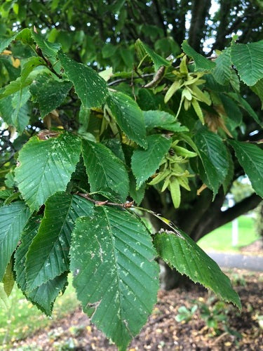 Hainbuche - Bild 4